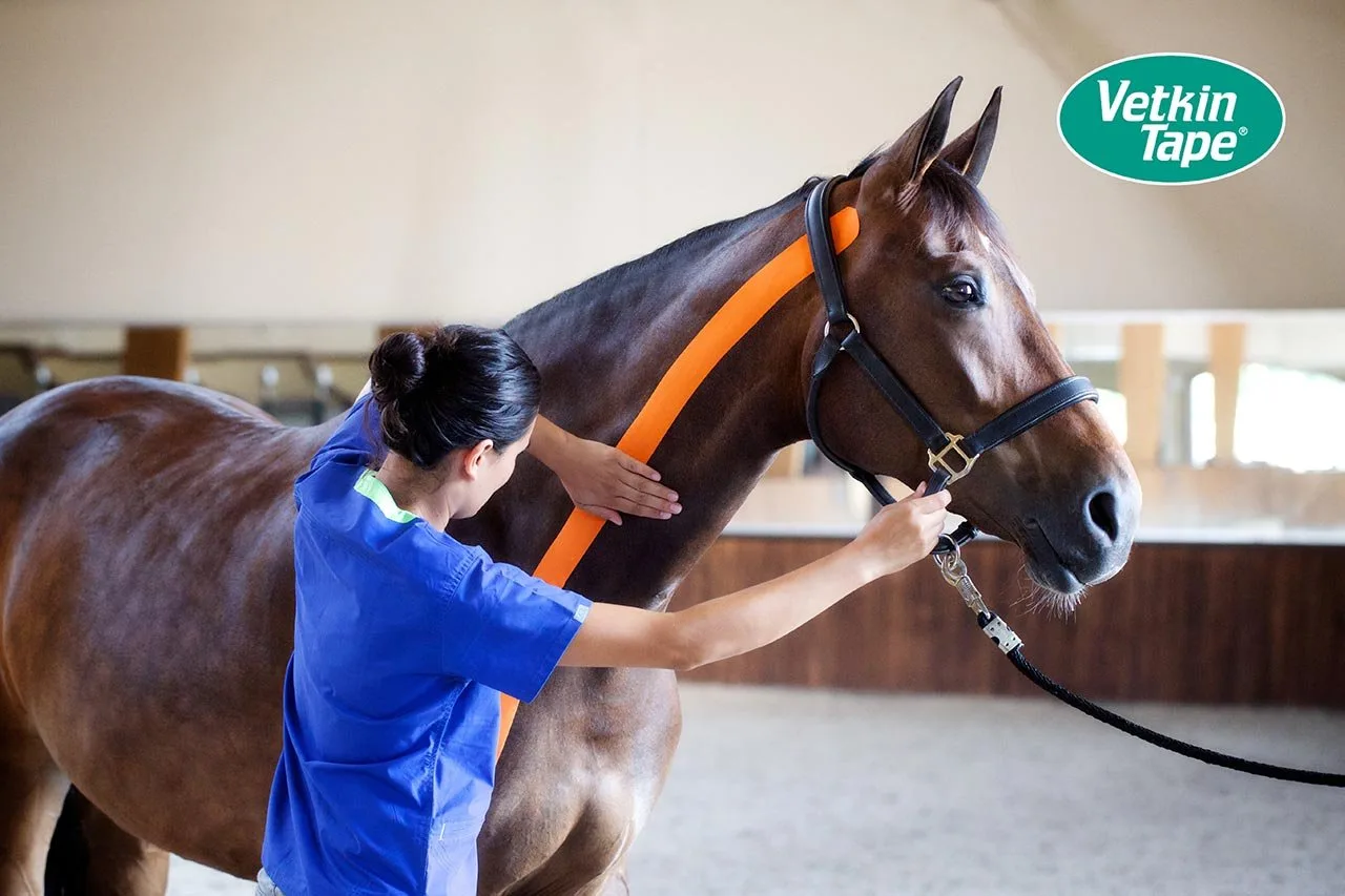 Physiotherapeutin bringt VetkinTape am Hals eines Pferdes an